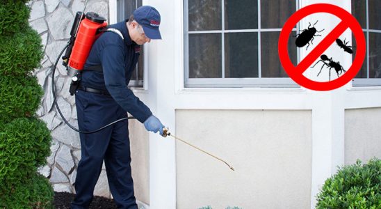 Pancar Böcek ve Haşere İlaçlama böcek ilaçlama ve haşere kontrolü — ilaclama-tr.com